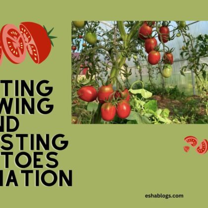 PLANTING GROWING AND HARVESTING TOMATOES INFORMATION