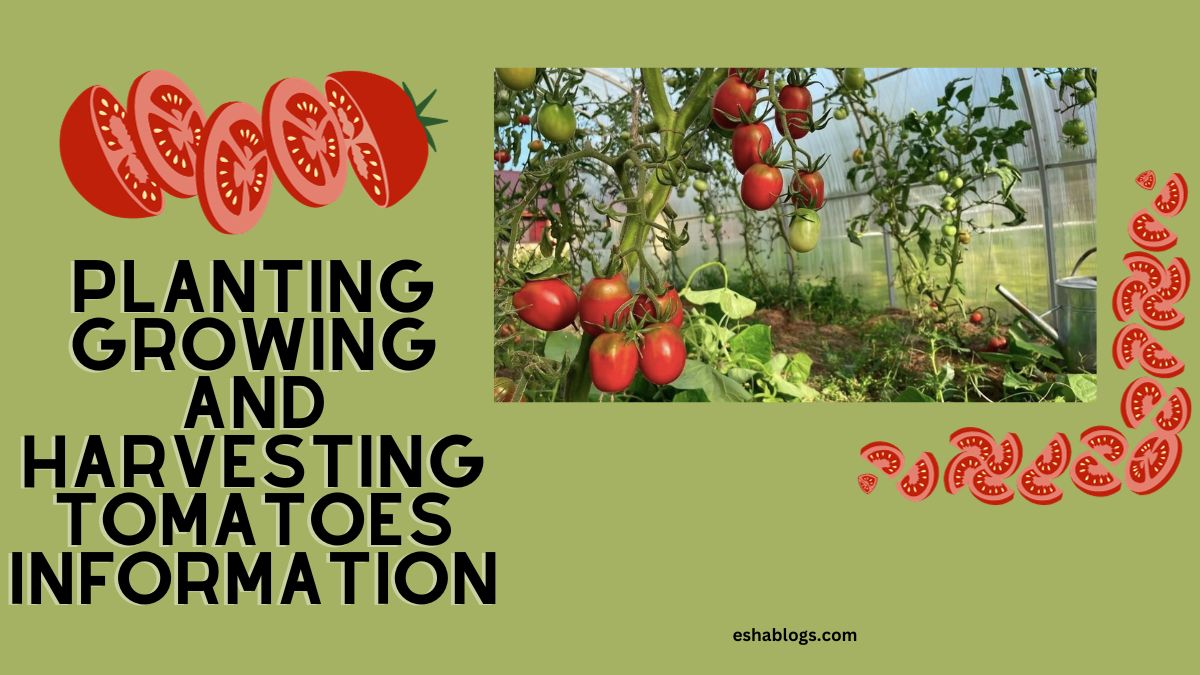 PLANTING GROWING AND HARVESTING TOMATOES INFORMATION